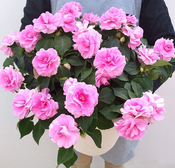 フィエスタ　グランデ：ピンク8号鉢