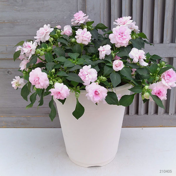 フィエスタ:アップルブロッサム8号鉢