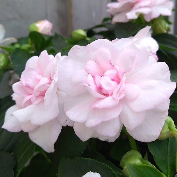 フィエスタ:アップルブロッサム8号鉢