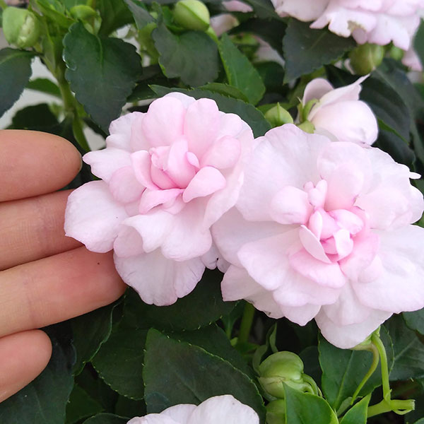 フィエスタ:アップルブロッサム8号鉢