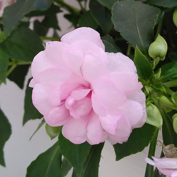 フィエスタ:アップルブロッサム8号鉢