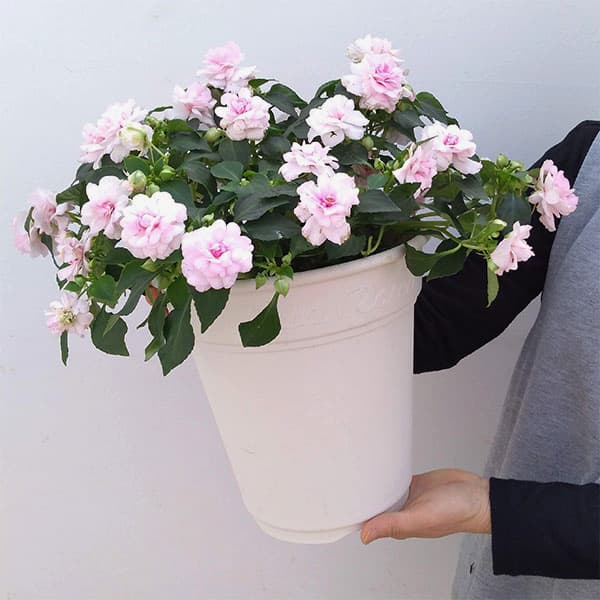 フィエスタ:アップルブロッサム8号鉢