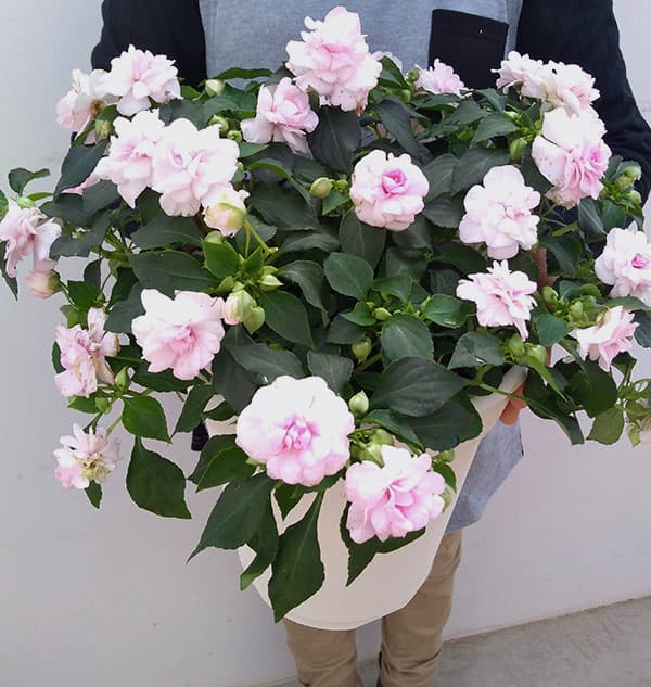 フィエスタ:アップルブロッサム8号鉢