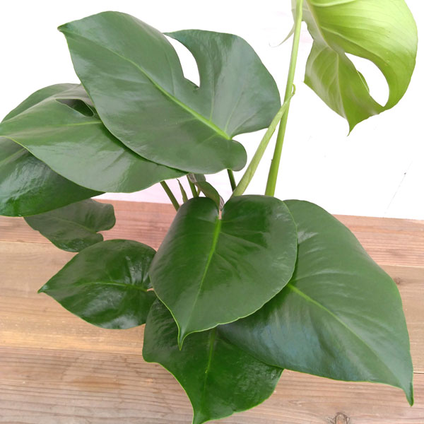 モンステラ：デリシオサ　6号鉢植え