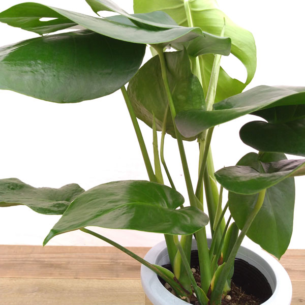 モンステラ：デリシオサ　6号鉢植え