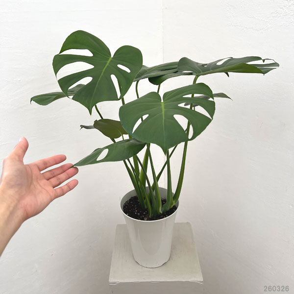 園芸ネット本店｜モンステラ：デリシオサ 6号鉢植え の通販【公式】