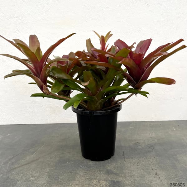 ネオレゲリア:リオ・オブ・リオ 5号鉢植え