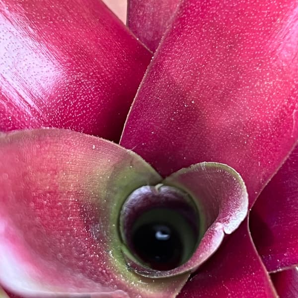 ネオレゲリア:リオ・オブ・リオ 5号鉢植え