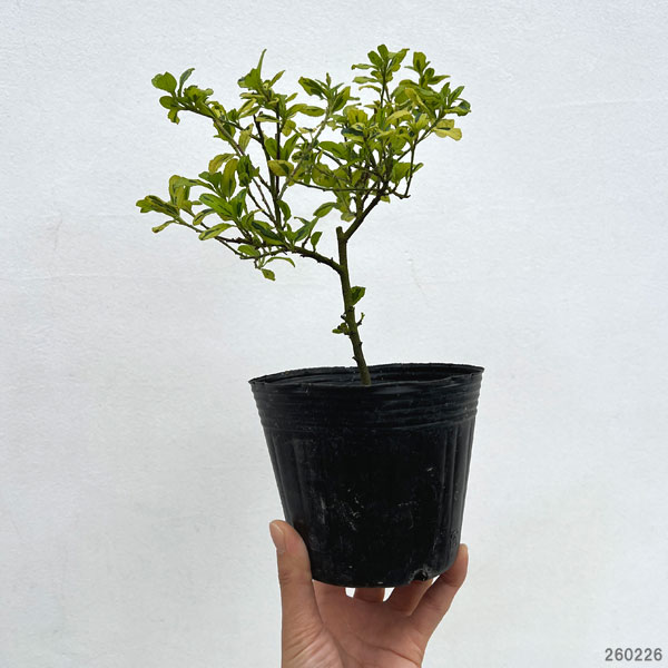 セアノサス：エルドラド（斑入り葉）4-4.5号ポット[4月頃に涼し気な青花を咲かせるカリフォルニアライラック]