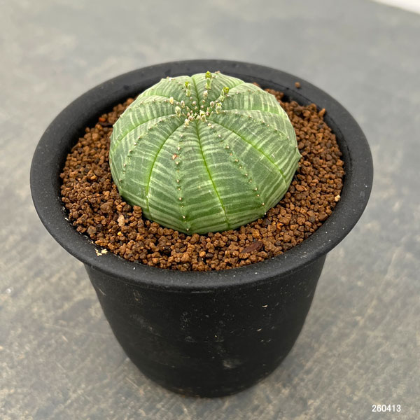 ユーフォルビア:オベサ 3号鉢植え