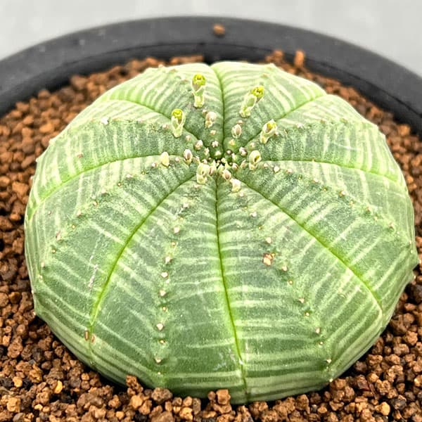 ユーフォルビア:オベサ 3号鉢植え