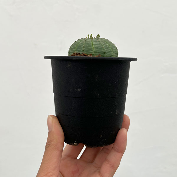 ユーフォルビア:オベサ 3号鉢植え