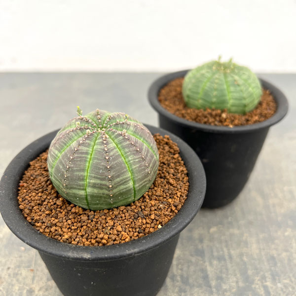 ユーフォルビア:オベサ 3号鉢植え