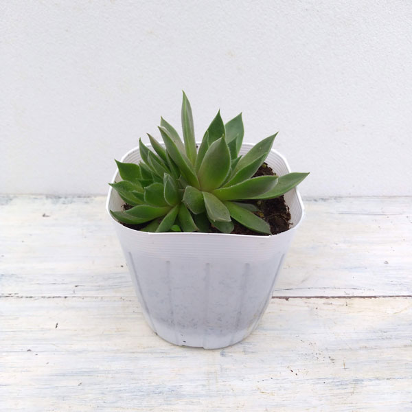 センペルビウム：テデルハイド　3号ポット