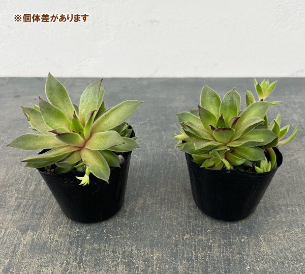 センペルビウム：テデルハイド　3号ポット