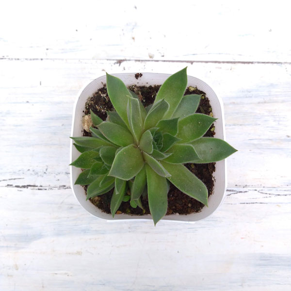 センペルビウム：テデルハイド　3号ポット