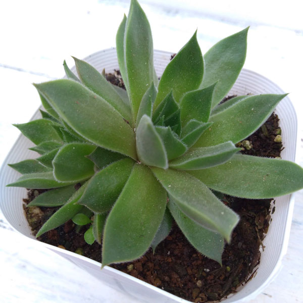 センペルビウム：テデルハイド　3号ポット