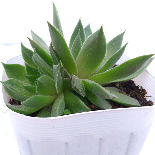 センペルビウム：テデルハイド　3号ポット