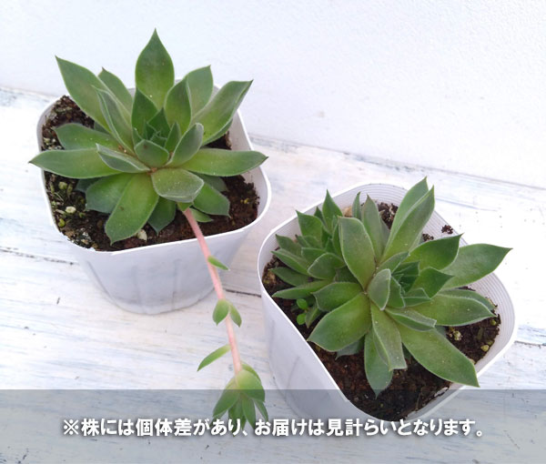 センペルビウム：テデルハイド　3号ポット