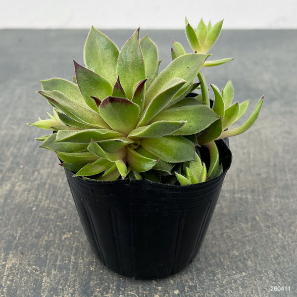 センペルビウム：テデルハイド　3号ポット