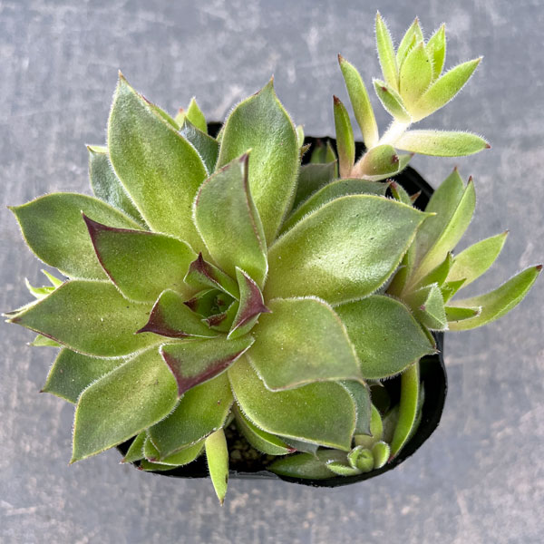 センペルビウム：テデルハイド　3号ポット