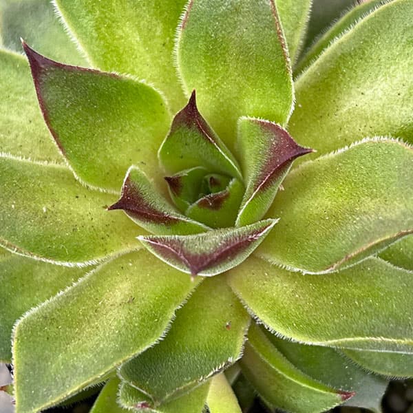 センペルビウム：テデルハイド　3号ポット