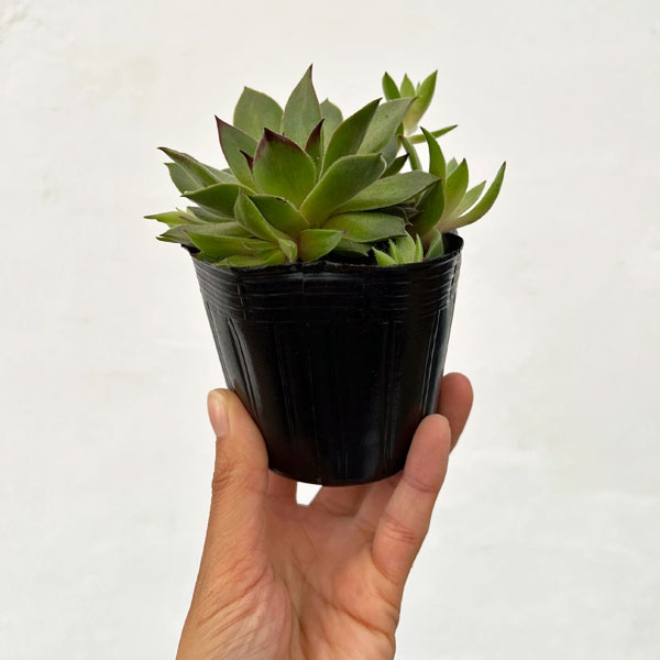 センペルビウム：テデルハイド　3号ポット