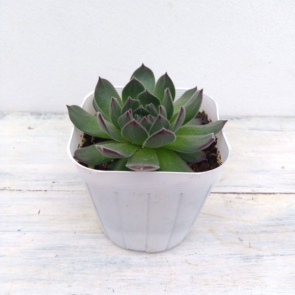 センペルビウム：ラズベリーアイス　3号ポット