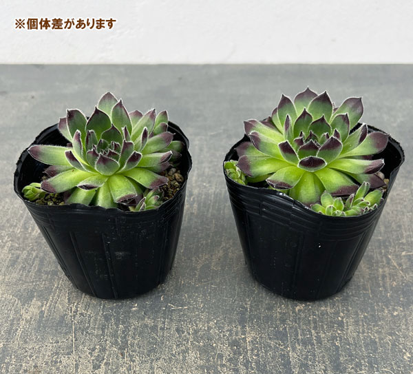 センペルビウム：ラズベリーアイス　3号ポット