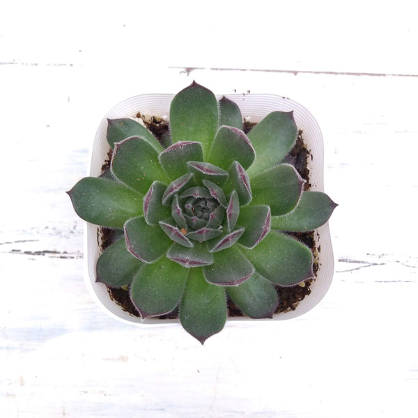 センペルビウム：ラズベリーアイス　3号ポット