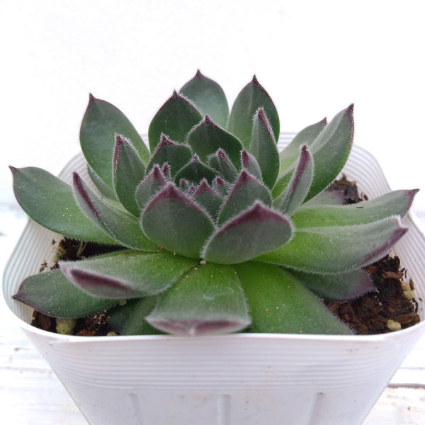 センペルビウム：ラズベリーアイス　3号ポット