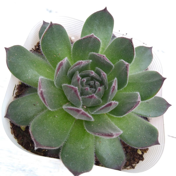 センペルビウム：ラズベリーアイス　3号ポット