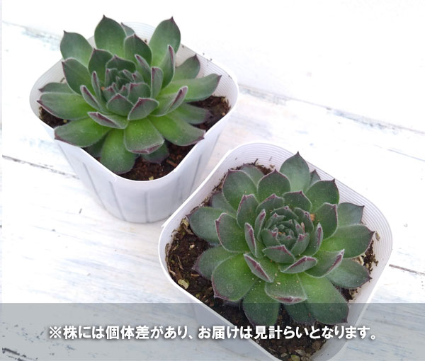 センペルビウム：ラズベリーアイス　3号ポット