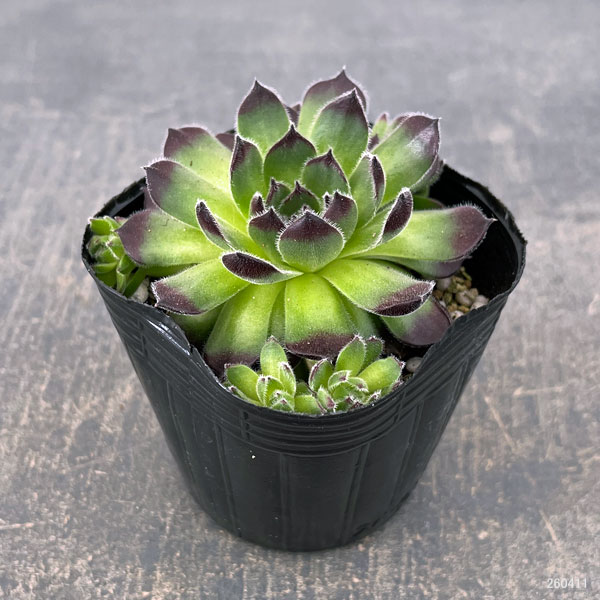 センペルビウム：ラズベリーアイス　3号ポット