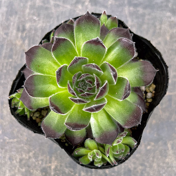 センペルビウム：ラズベリーアイス　3号ポット