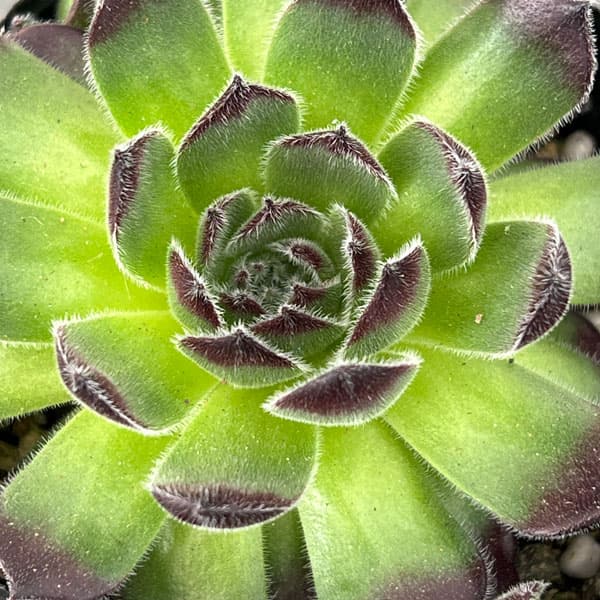 センペルビウム：ラズベリーアイス　3号ポット