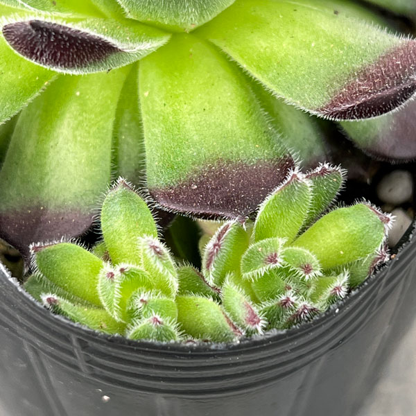 センペルビウム：ラズベリーアイス　3号ポット