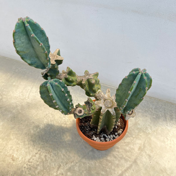 サボテン:ハシラサボテン(ブランチ) 6号鉢植え