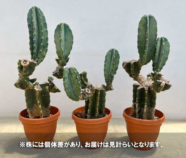 サボテン:ハシラサボテン(ブランチ) 6号鉢植え