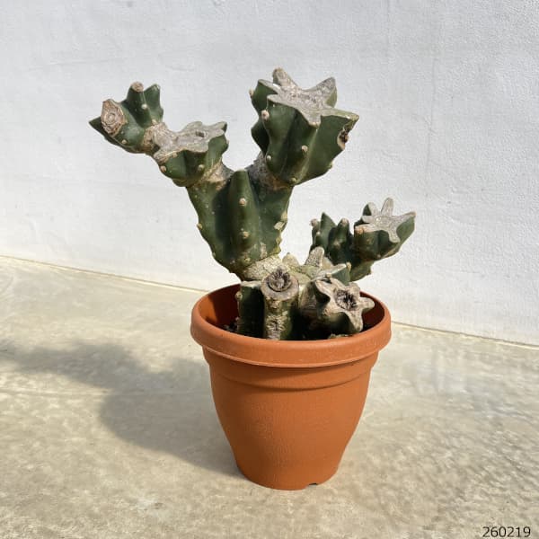 サボテン:ハシラサボテン(ブランチ) 6号鉢植え