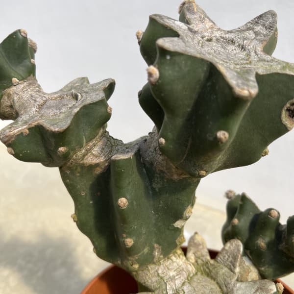 サボテン:ハシラサボテン(ブランチ) 6号鉢植え