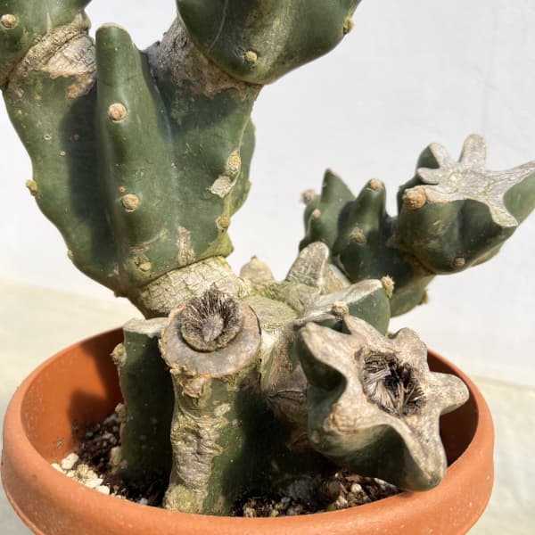 サボテン:ハシラサボテン(ブランチ) 6号鉢植え