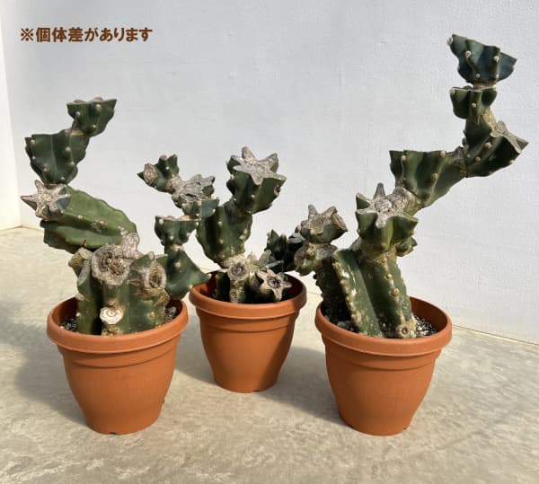 サボテン:ハシラサボテン(ブランチ) 6号鉢植え