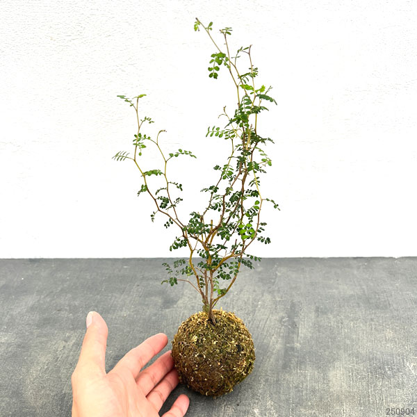 ソフォラ ・リトルベイビーの苔玉