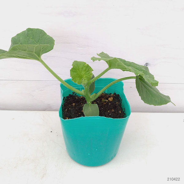 [26年4月下旬予約]メロン：ベランダでメロン：アニバーサリー自根苗3.5号ポット 12株セット