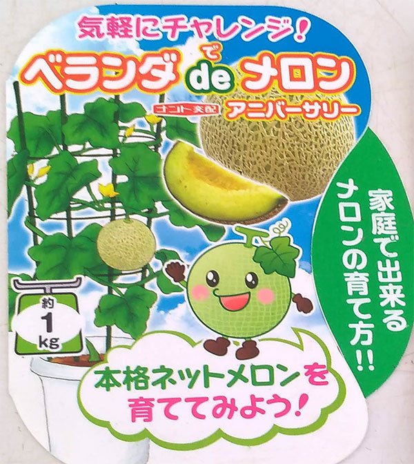 [26年4月下旬予約]メロン：ベランダでメロン：アニバーサリー自根苗3.5号ポット 12株セット