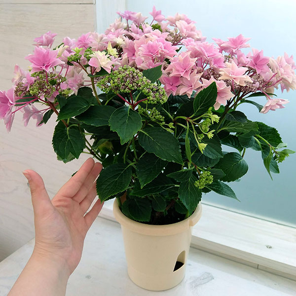 アジサイ：雨のち星（ピンク） 5号鉢植え