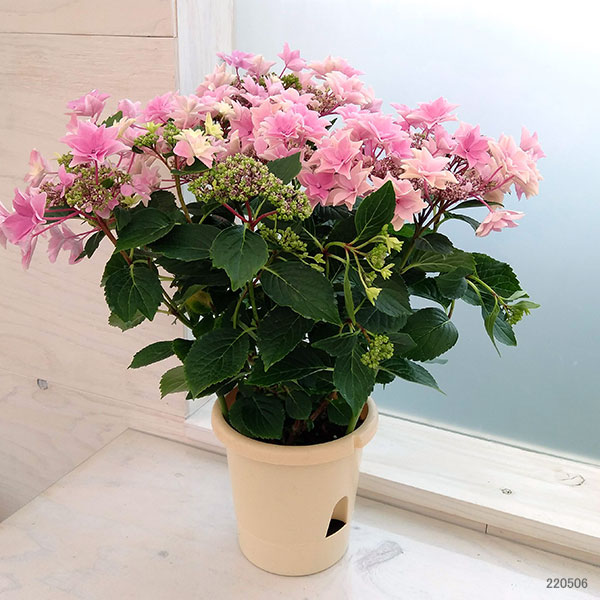 アジサイ：雨のち星（ピンク） 5号鉢植え