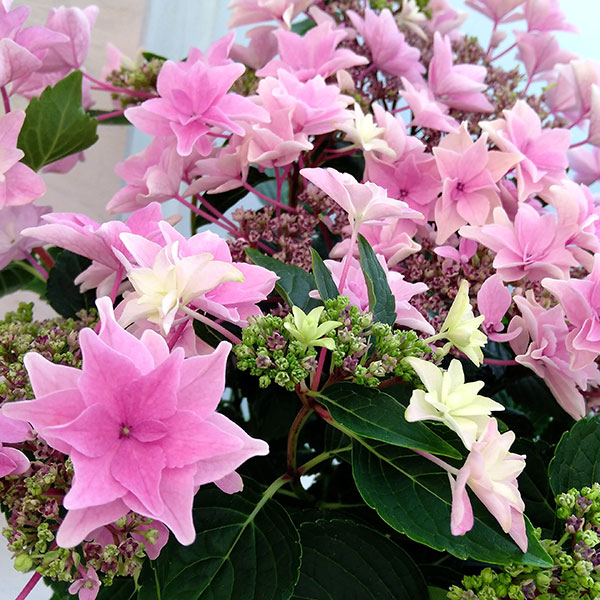 アジサイ：雨のち星（ピンク） 5号鉢植え