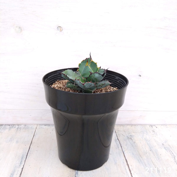 アガベ：チタノタ ブラックアンドブルー 5号* の通販 | 園芸ネット